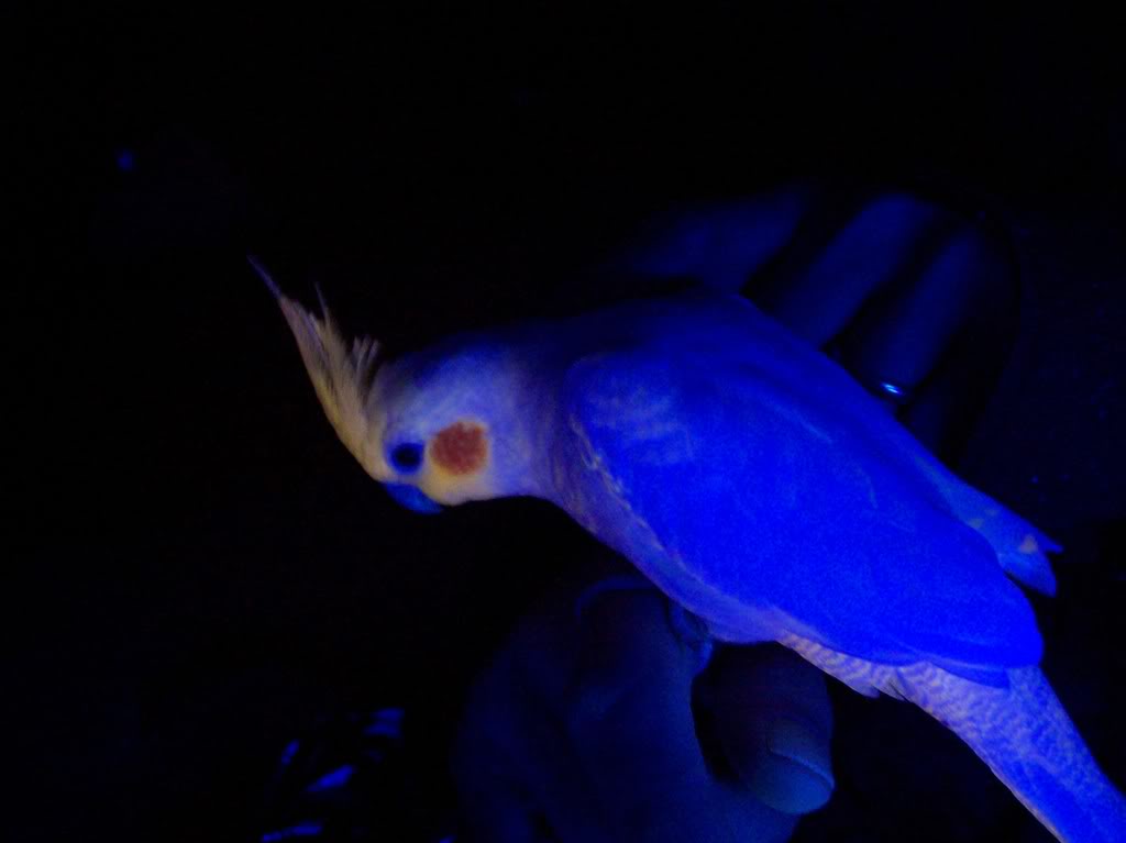 bird-black-room